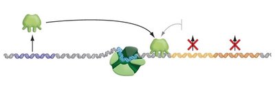 Repressor binding blocks transcription when lactose is absent
