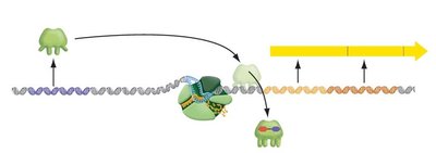 Lactose inactivates the repressor, allowing transcription