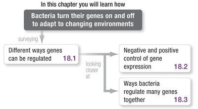 Chapter roadmap: Bacteria turn their genes on and off to adapt to changing environments