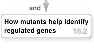 Repressor cannot bind in lacOc mutant