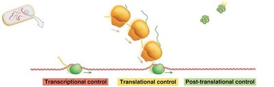 Diagram showing transcriptional, translational, and post-translational control