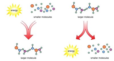 Illustration of anabolic and catabolic pathways