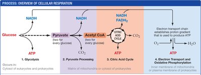 Overview of cellular respiration stages