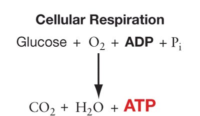 Cellular respiration equation and ATP production