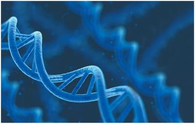 DNA double helix structure