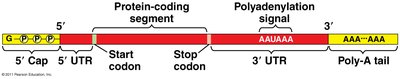 3' polyadenylation of mRNA
