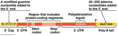 Diagram showing both 5' capping and 3' polyadenylation