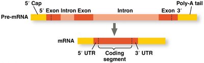 Pre-mRNA splicing: removal of introns and joining of exons