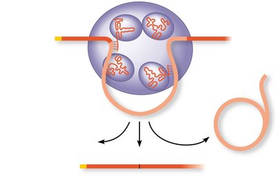 Spliceosome structure and function
