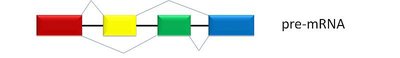 Alternative splicing of pre-mRNA