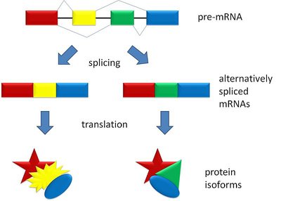 Diagram showing alternative splicing and resulting protein isoforms