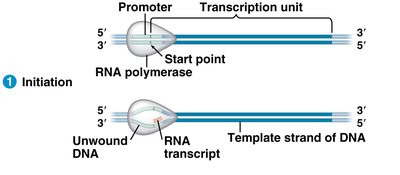Initiation of transcription in prokaryotes