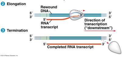 Elongation and termination of transcription in prokaryotes