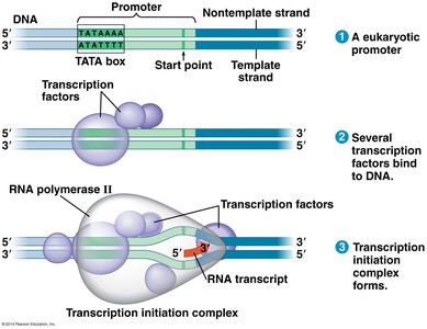 Transcription initiation in eukaryotes with TATA box and transcription factors