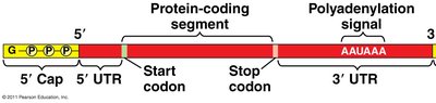 5' capping of mRNA