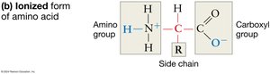 Ionized form of amino acid showing amino group, carboxyl group, and side chain