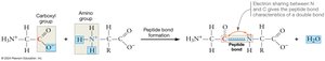 Peptide bond formation between two amino acids
