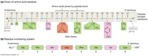 Chain of amino acid residues showing peptide backbone and side chains