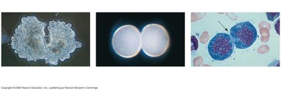 Asexual reproduction, growth and development, tissue renewal