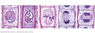Plant mitosis stages