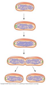 Binary fission in bacteria