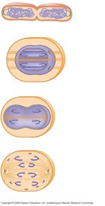Evolution of mitosis from binary fission