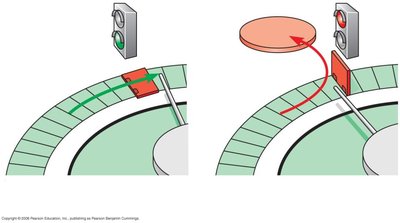 G1 checkpoint go-ahead or exit to G0
