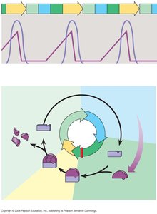 Cyclin and Cdk regulation of cell cycle