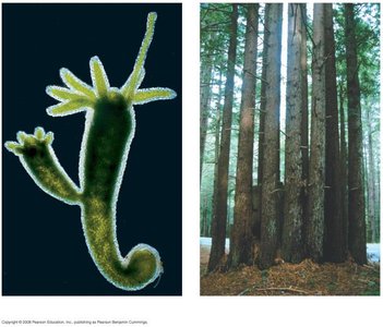 Asexual reproducers: Hydra and Redwoods