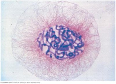 Distribution of chromosomes during eukaryotic cell division