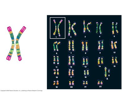 Homologous chromosome pairs and chromatid structure