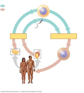 Sexual life cycles in animals, plants, fungi, and protists