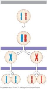 Meiosis I and II: chromosome separation