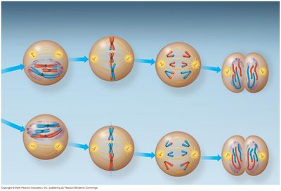 Meiosis II stages