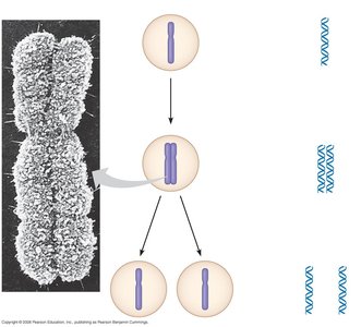 Chromosome duplication and separation