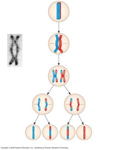 Crossing over and recombinant chromosomes