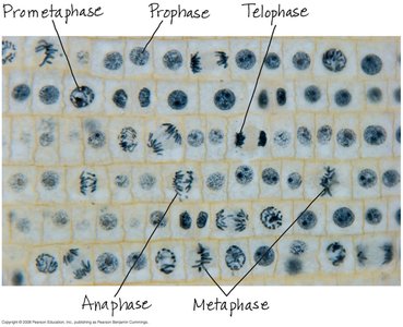 Mitotic phases in plant cells