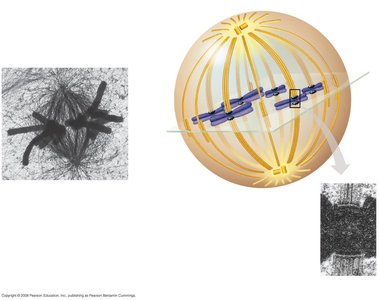 Mitotic spindle structure