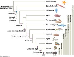 Chordate phylogeny and major groups