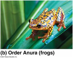 Frog (Order Anura)