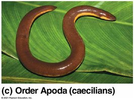 Caecilian (Order Apoda)