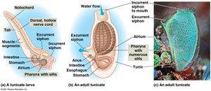 Tunicate larva and adult anatomy