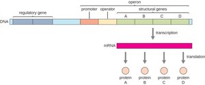 Diagram of an operon showing regulatory gene, promoter, operator, structural genes, and resulting mRNA and proteins