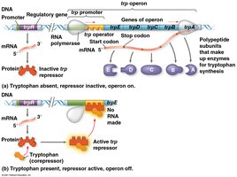Diagram of the trp operon showing regulation by tryptophan and the repressor protein