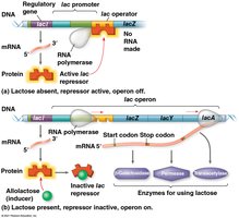 Diagram of the lac operon showing regulation by lactose and the repressor protein