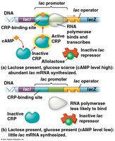 Diagram showing positive control of the lac operon by cAMP and CRP