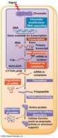 Overview of gene expression regulation in eukaryotes from chromatin to protein activity