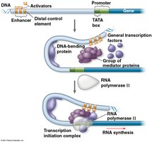 Diagram of eukaryotic transcription initiation complex with enhancers, activators, mediator proteins, and RNA polymerase II