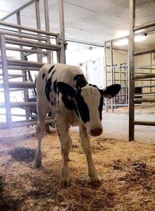 Calf with scours (diarrhea)