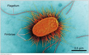 Bacterial cell with labeled flagellum and fimbriae